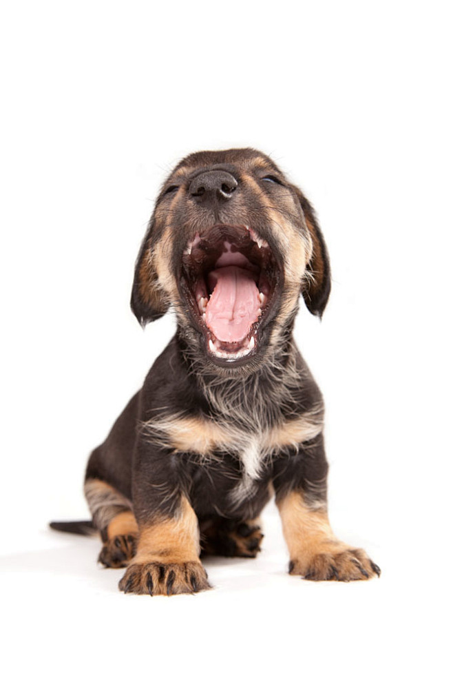 09:27:52张嘴的小狗图片狗狗不臭的榴莲同采自taopic