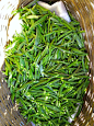 毛尖茶摄影照片
