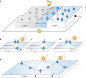 Photovoltaic and spin-dependent Hall effects.