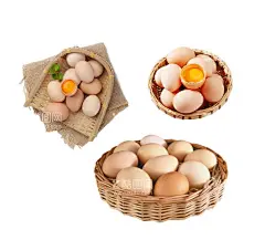 鸡蛋  - 源文件下载【酷图网】土鸡蛋,土鸡蛋海报,土鸡蛋饲养,土鸡蛋包装,土鸡蛋展板,土鸡蛋促销,土鸡蛋展架,土鸡蛋包装盒,土鸡蛋广告,土鸡蛋设计,乌鸡蛋,笨蛋,草鸡蛋传单,乌鸡,炖鸡,农家草鸡蛋,鸡蛋海报,柴鸡蛋,土鸡,笨鸡,本地鸡蛋,土鸡煲,农产品,养鸡蛋,养殖,土鸡美食,家鸡,鸡蛋,母鸡,叫花鸡,珍珠鸡