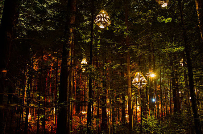 新西兰森林灯光装置-装置艺术案例-筑龙园...