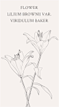 百合，学名（Lilium brownii var. viridulum Baker）又名强蜀、番韭、山丹、倒仙、重迈、中庭、摩罗、重箱、中逢花、百合蒜、大师傅蒜、蒜脑薯、夜合花等。花语：百合具有百年好合美好家庭、伟大的爱之含意，有深深祝福的意义。