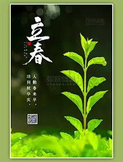 立春新芽绿色摄影图节气海报