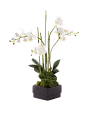 植物、盆栽、盆景png<a class="text-meta meta-mention" href="/xief/">@没有故事的七月</a>