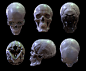 Skull study, Phillip Bailey : A skull study I've been having fun with. I used 3d coat to sculpt and render.