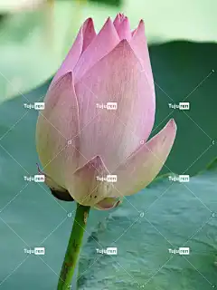 莲花 开花 自然 美丽的花朵 花 花卉背景 花壁纸 植物