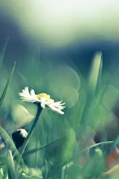 清新小花手机壁纸大全