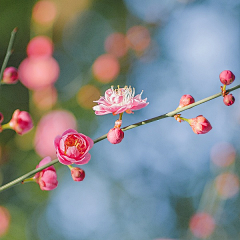 cecilia_ou采集到花卉