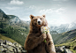 Bear : illustration for jeep brand