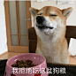 柴犬 原图来自ins