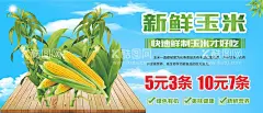 玉米展板  - 源文件下载【酷图网】玉米,水果玉米,新鲜玉米,玉米采摘,玉米促销,玉米挂画,玉米海报,玉米杆,玉米挂图,玉米展板,玉米展架,熟玉米,生玉米,玉米广告,玉米宣传,玉米素材,玉米地,苞米,苞米地,玉米庄家,玉米田地,嫩玉米海报,鲜玉米,甜玉米,玉米传单,玉米种子,卖玉米,玉米汁,有机玉米,糯玉米,玉米种植,超市玉米