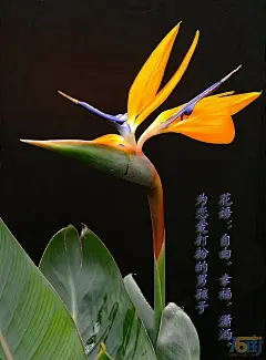 【百科名片】之【鹤望兰】科属：姜目旅人蕉科鹤望兰属 。
【植物花语】：1、自由、幸福、潇洒、为恋爱打扮的男孩子。2、无论何时，无论何地，永远不要忘记你爱的人在等你。3、能飞向天堂的鸟，能把各种情感、思恋带到天堂 。4、友谊。 #卉#