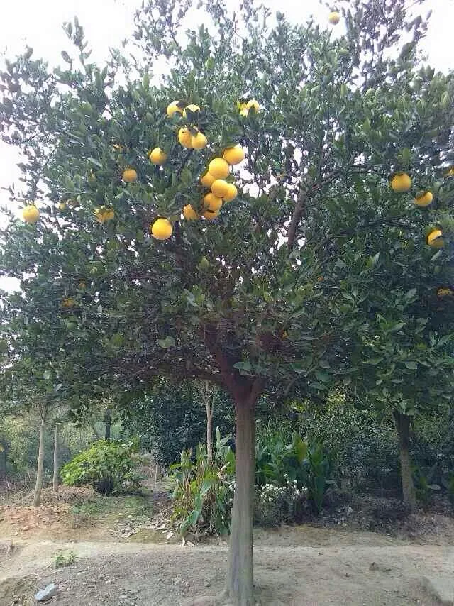 香泡-花瓣网