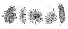 手绘集热带叶 chamaerops, 香蕉掌, chamaedoria, 竹, 槟榔掌。设计元素的邀