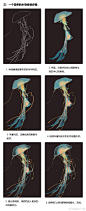 水母 构成 图形 色彩