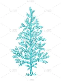 蓝色毛茸茸的小圣诞树。分支与雪。针叶树或云杉。新年枞树形。手绘轮廓矢量线草图。冷杉针。