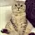 猪鼻子豆豆