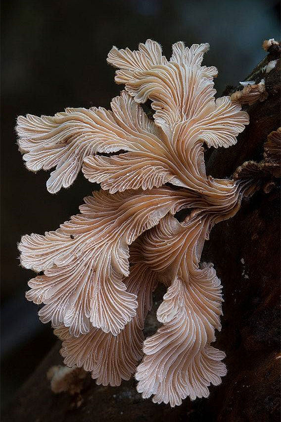 裂褶菌，学名Schizophyllum ...