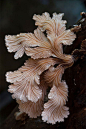 裂褶菌，学名Schizophyllum commune Fr. 别名：白参（云南）、树花（陕西）、白花、鸡毛菌（北方）。其提取的蘑菇葡聚糖能提升巨噬细胞活性，从而增强免疫力，在医药和化妆品领域有广泛应用。该属已发现有 3 个种，其中裂褶菌广布于世界各地。云南采食裂褶菌历史悠久，其食用价值高,质嫩味美，具有特殊浓郁香味，性平，具有滋补强壮、镇静作用，为高档食药用菌。裂褶菌形态、交配特性和生活史早有系统研究。_景物 _采花非贼 #率叶插件，让花瓣网更好用#