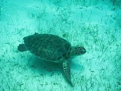 海王生物走势_明日或将迎来惊人一幕_散户...