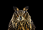 EurasianEagleOwl1.jpg (940×641)