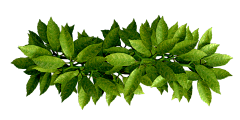 LIuw-7采集到植物素材