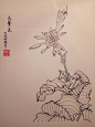 叶志军先生的钢笔白描花卉作品