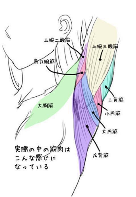 腋下-花瓣网
