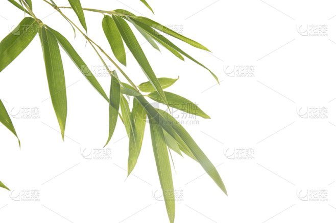竹,叶子,白色背景,竹子叶,嫩枝,弹性,植物茎,枝,花纹,部分
