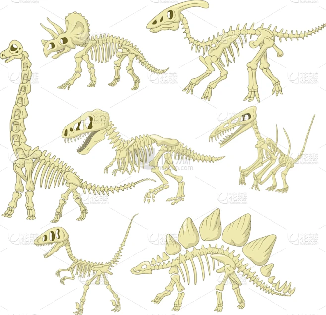恐龙,卡通,动物骨骼,副栉龙,野生动物,侏罗纪,雷龙,动物,收集素材-花瓣网