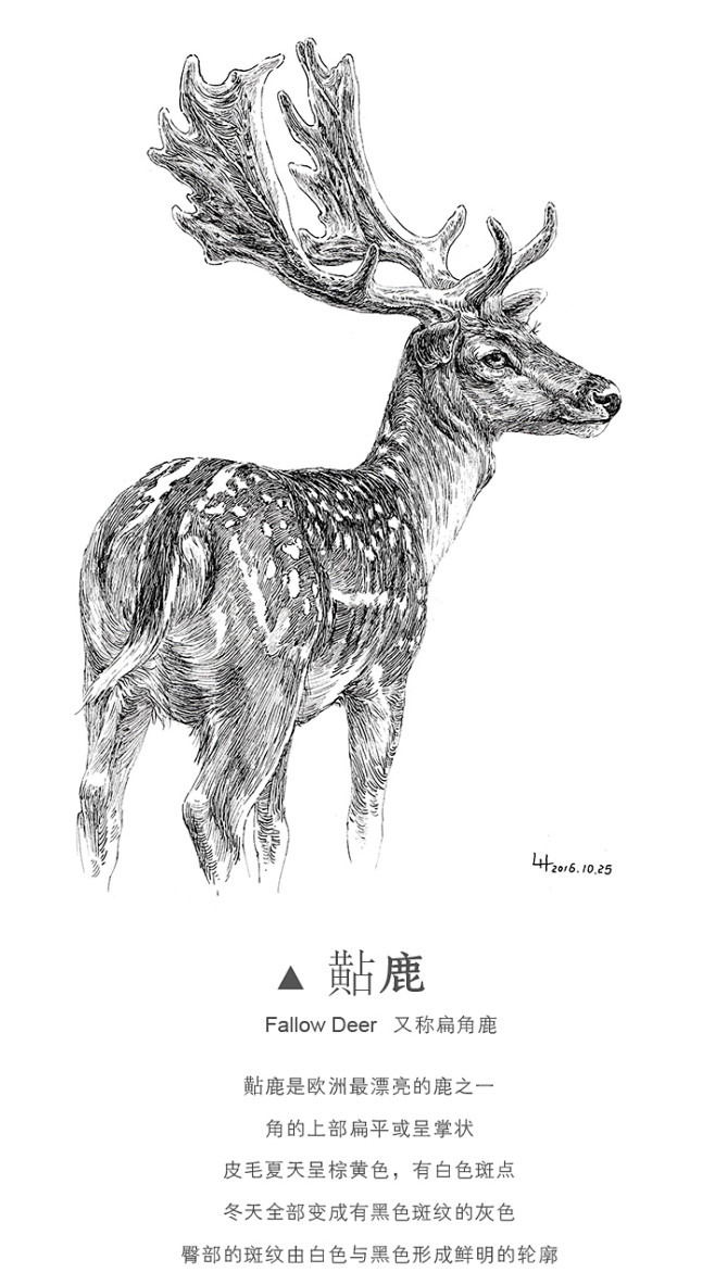 半毫米钢笔画
