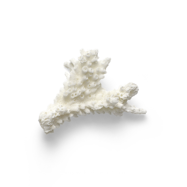 海星海螺贝壳珊瑚海马等 海洋生物主题 高...