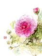 芙 蓉 
