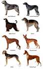 Vinthundsraser (sighthounds): Afghanhund / Azawakh / Borzoi (rysk vinthund) / Chart polski (polsk vinthund) / Galgo español (spansk vinthund) / Greyhound / Irländsk varghund / Italiensk vinthund / Magyar agár (ungersk vinthund) / Saluki / Skotsk hjorthund