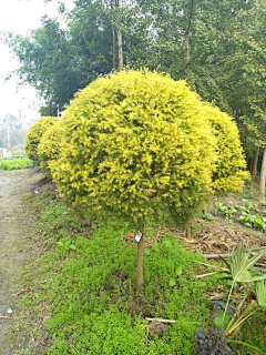 辛禹—植物设计师采集到植物—02灌木