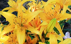 娇艳的百合花特写桌面高清壁纸桌面壁纸3