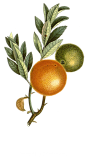 png 免扣素材 复古风水果植物图案