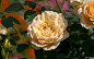 英国月季花卉图片_1920x1200
点击浏览下一张：英国月季花卉图片