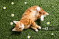 Kitten lying on grass详情 - 创意图片 - 视觉中国 VCG.COM