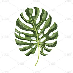 满叶的怪兽棕榈树，矢量插图