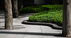 Emily&Emily采集到居住区植物意向