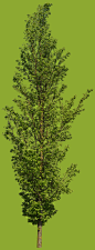 Boulevard-Trees-V02_06a_color
