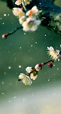 植物花卉壁纸