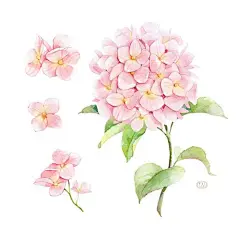 #小明美图# 花开不同赏，花落不同悲，若问相思处，花开花落时 | Natalia Tyulkina