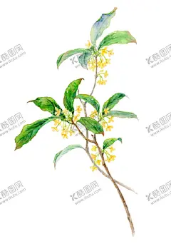 手绘桂花png免抠素材 【酷图网】桂花,手绘桂花,花枝,桂花插画,中秋素材,卡通,黄色的花,花卉,中国画,花鸟,金桂飘香,花叶,桂花叶,八月桂花,桂花香,桂花树,中国风,桂花茶,桂花糕素材,桂花食品,风景,设计海报,广告设计PNG,
