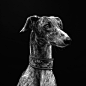 Réglisse, the greyhound