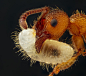  
The Winners of Nikon&#;8217s 38th Annual Small World Photomicrography Competition

Last week, Nikon unveiled the winners of its 38th annual Small World Photomicrography Competition. What&#;8217s photomicrography, you ask? Well, while there are m