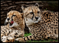 cheetah brothers by morho