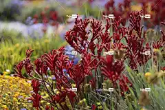 袋鼠爪 花 春天 盛开 野花 季节性 植物 花壁纸 植物群