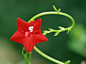 茑萝，又名密萝松，俗称五角星花、狮子草。